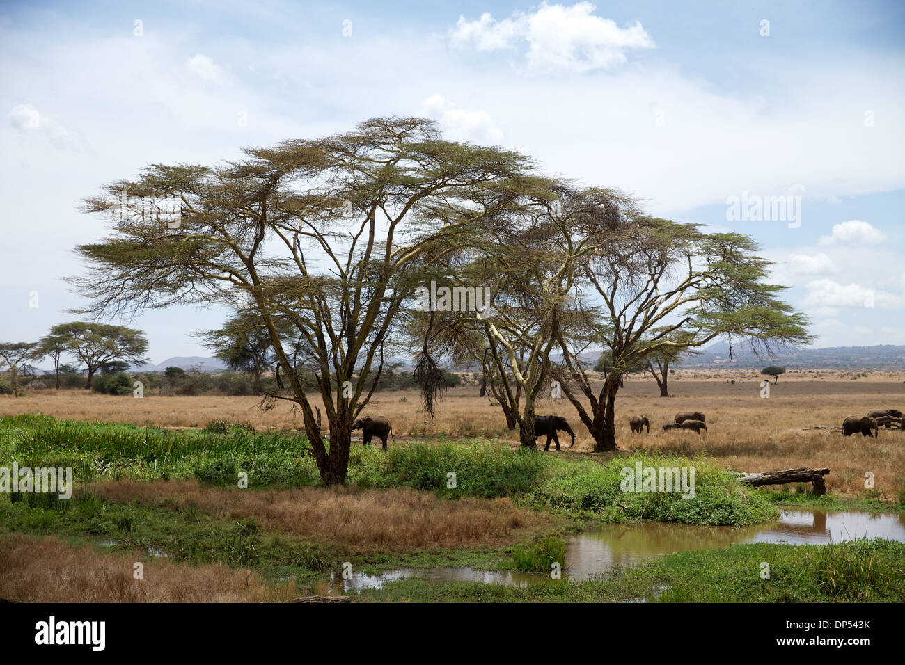 An African landscape scene with fever trees and elephants, Kenya Stock Photo