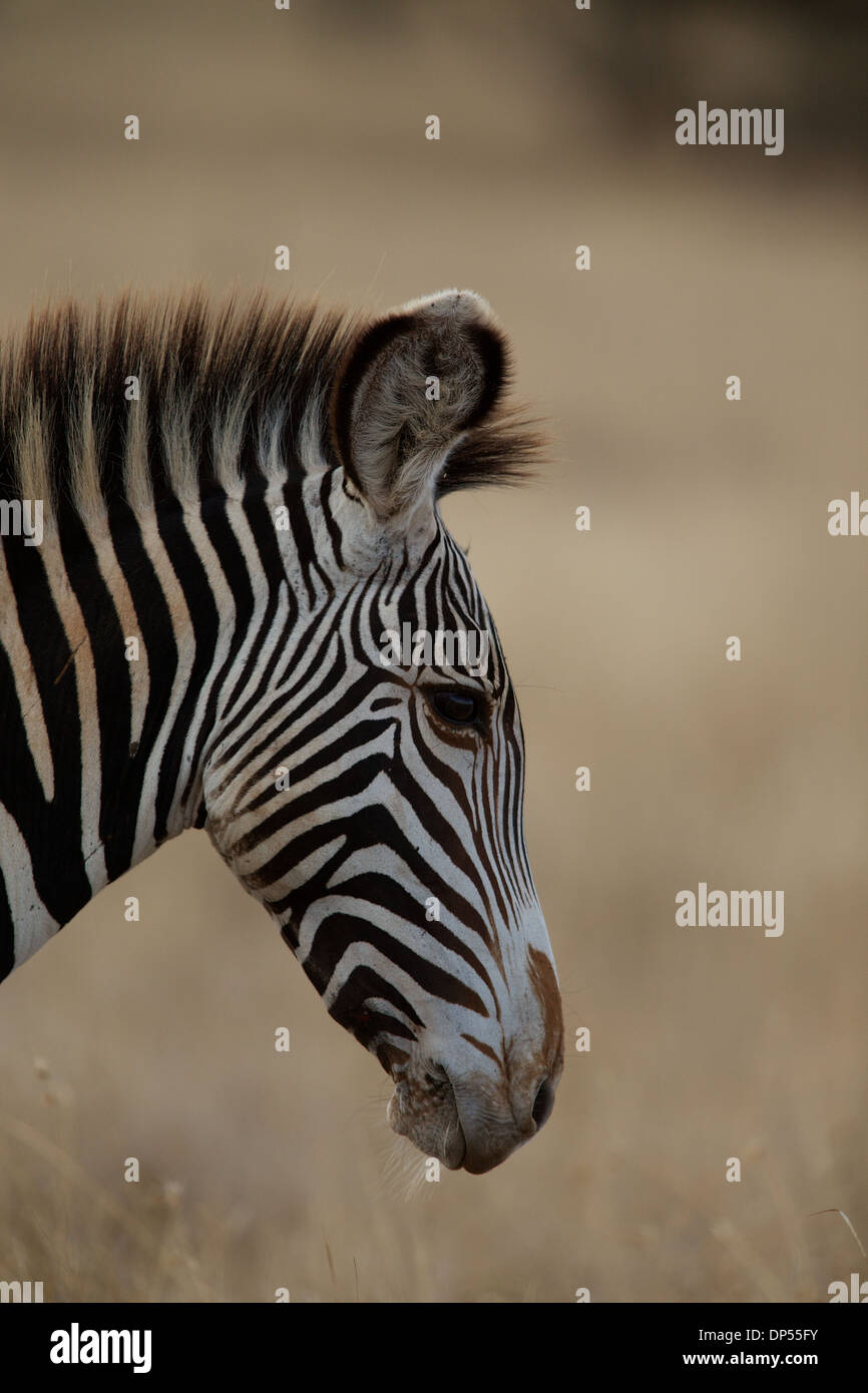 Grevy's zebra, also known as the imperial zebra, Kenya Stock Photo