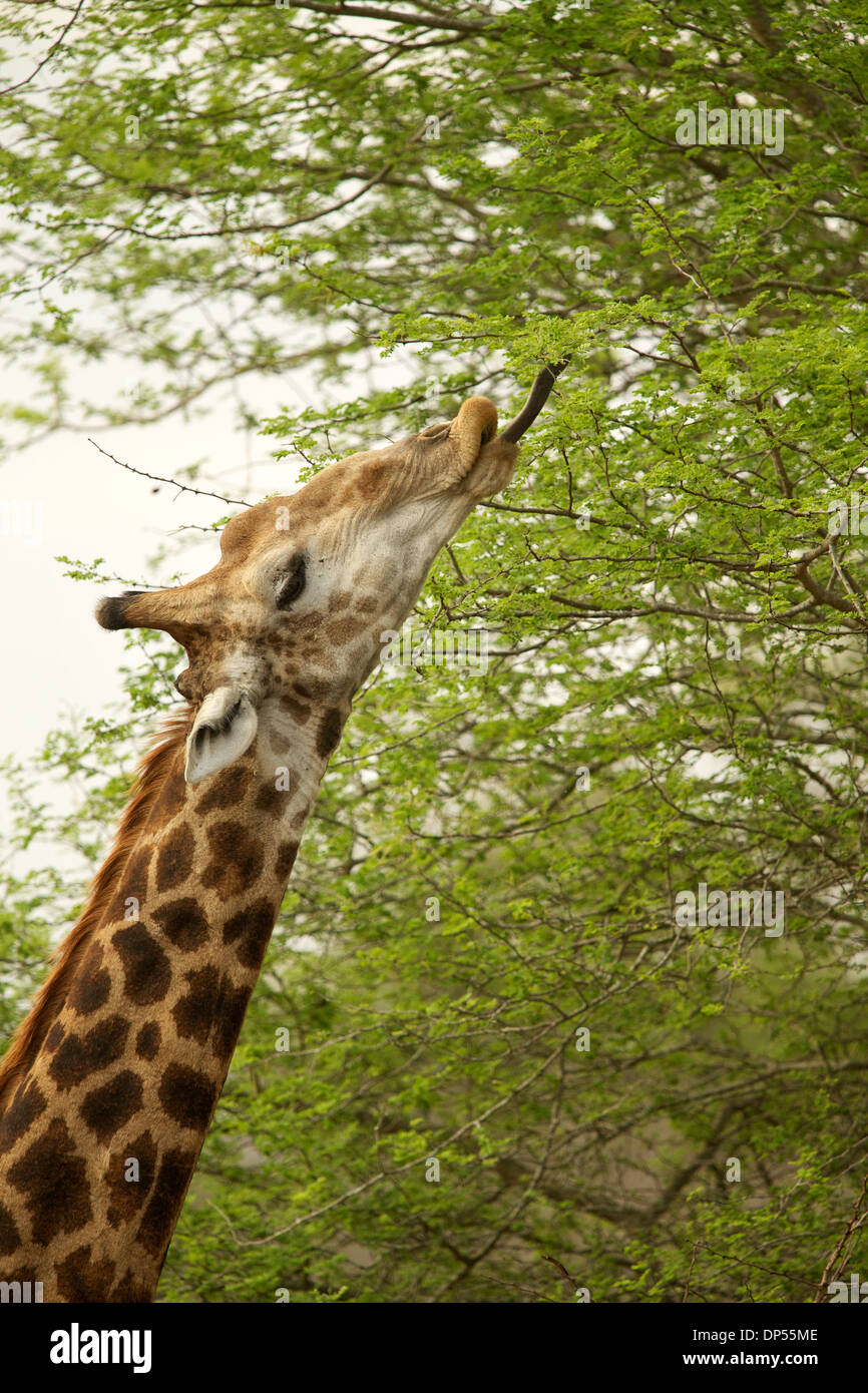 A giraffe doing what giraffes do best, reaching high into the trees for leaves to eat.  Kruger, South Africa Stock Photo