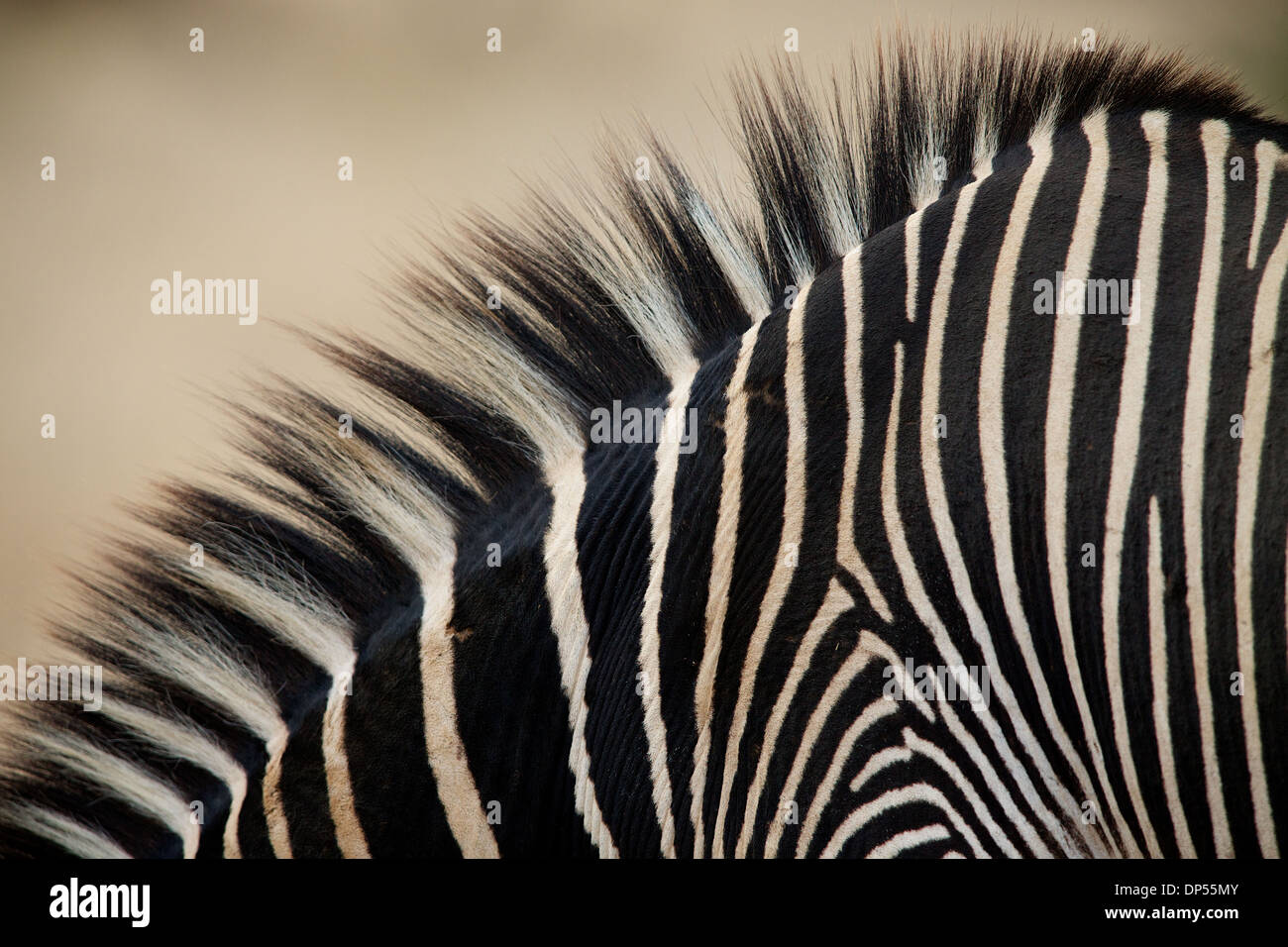Zebra Mane Zebra Mane