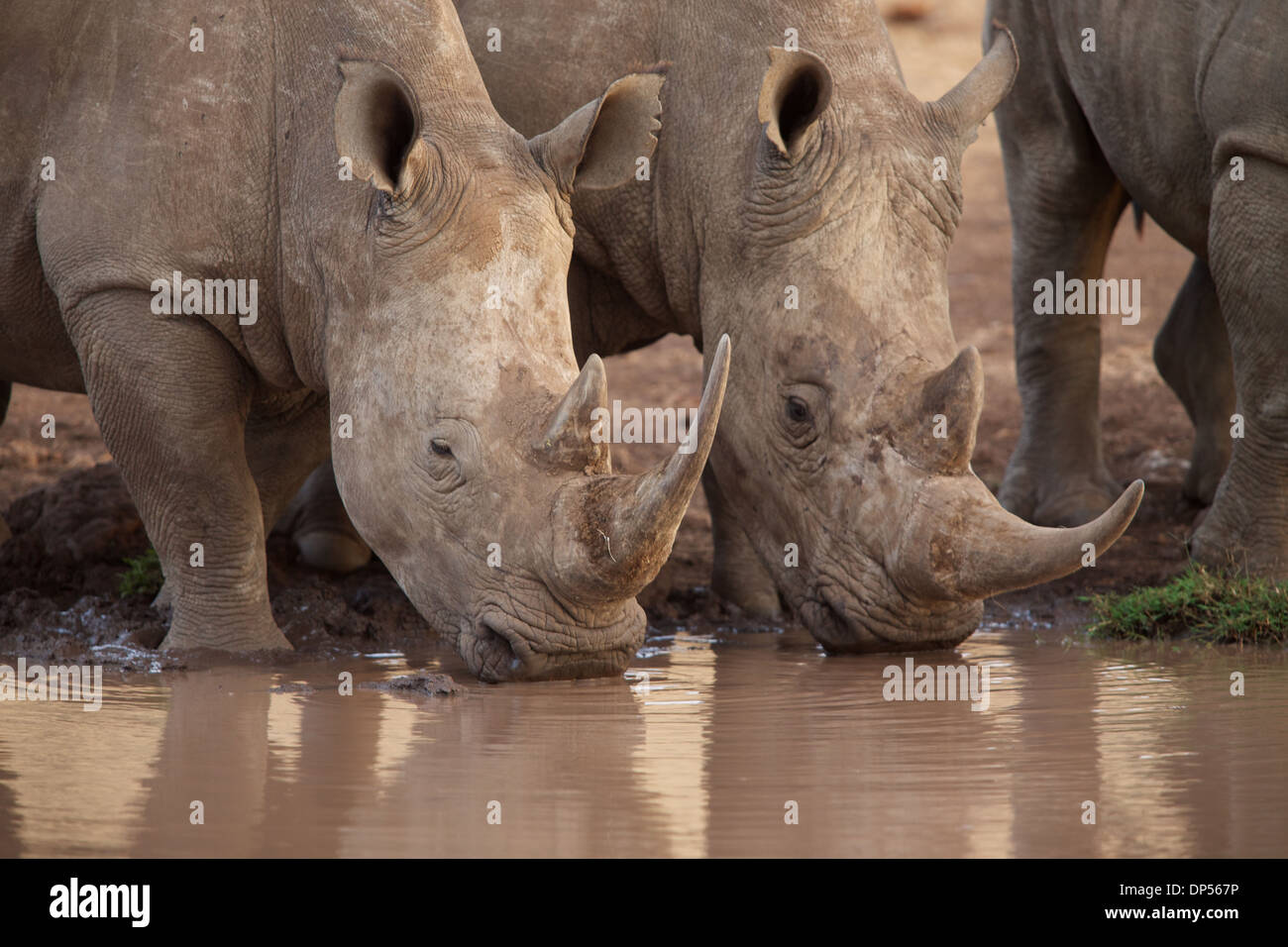 Two rhinos drink from a waterhole, Lewa Conservancy, Kenya Stock Photo