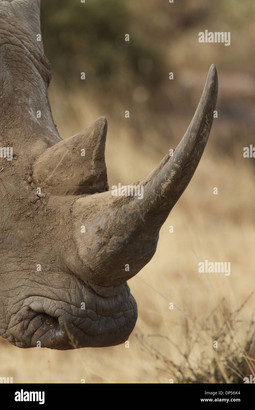 Rhino horn, Kenya Stock Photo