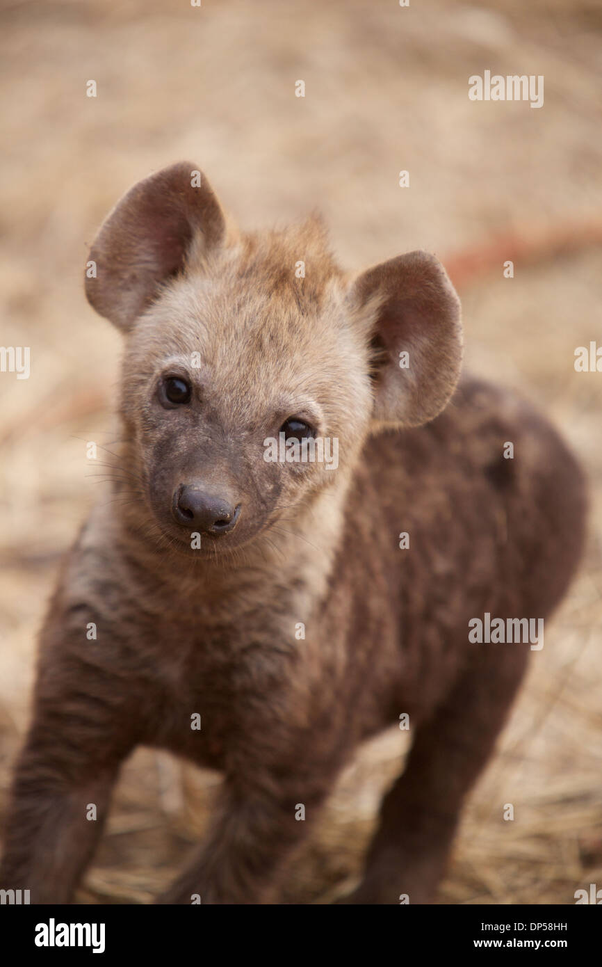curious spotted hyena pup, Kruger, South Africa Stock Photo - Alamy