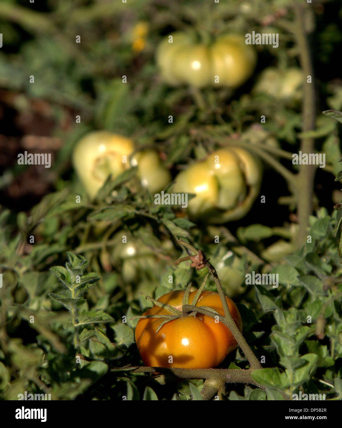 Sunol water temple hi-res stock photography and images - Alamy