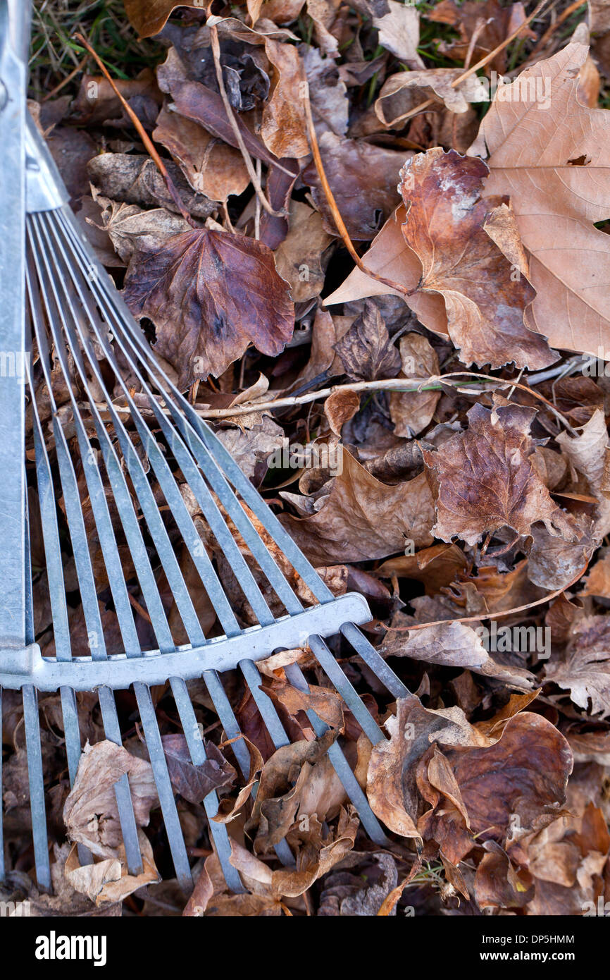 Rake on brown leaves at yard clean up time. Stock Photo