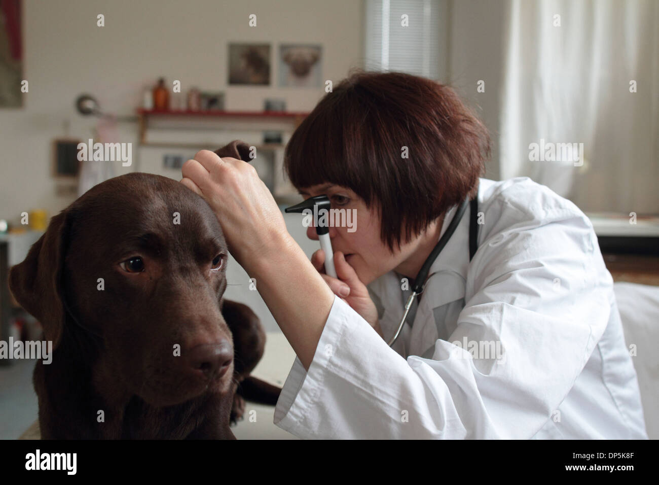 a veterinary woman middle age Caucasian examines a dog middle high in a surgery for pets Stock Photo