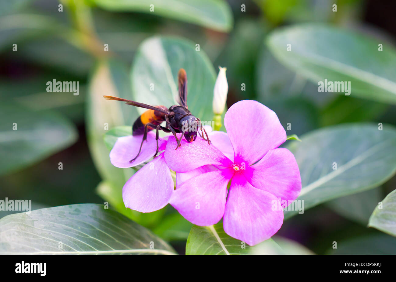 Wasp with Vinca flowers or Periwinkle flowers. Stock Photo