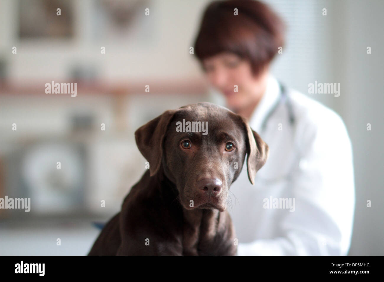 a veterinary woman middle age Caucasian examines a dog middle high in a surgery for pets Stock Photo