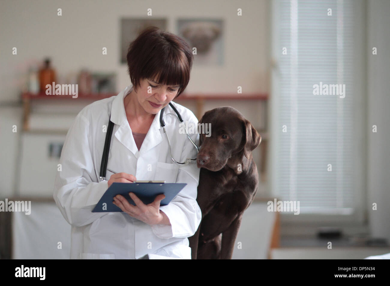 a veterinary woman middle age Caucasian examines a dog middle high in a surgery for pets Stock Photo