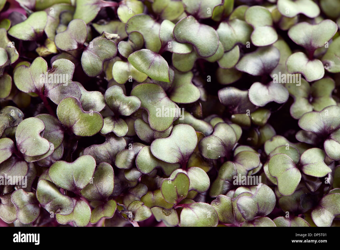 Patch of fresh growth purple garden cress extreme closeup shot Stock Photo