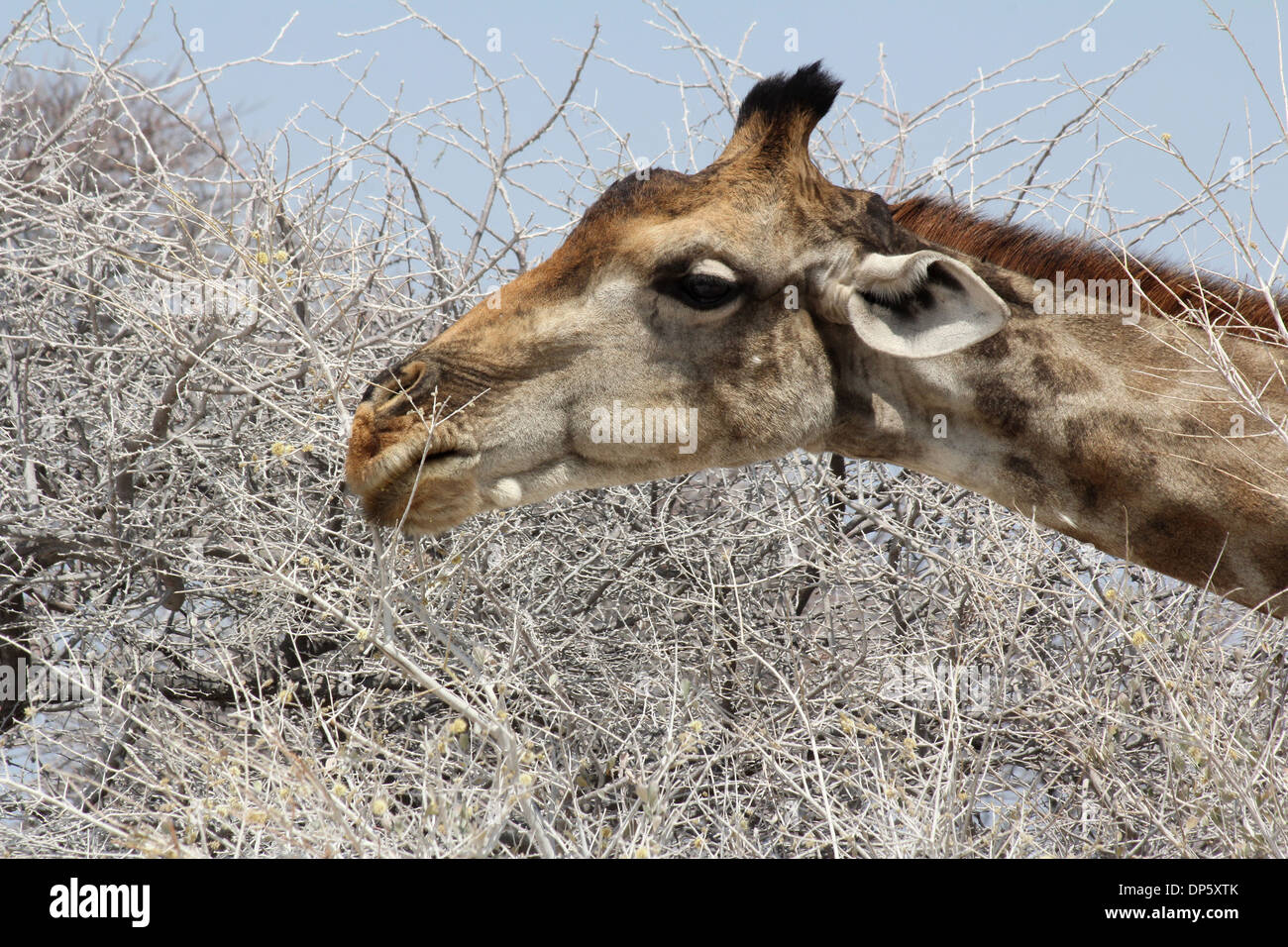 Reticulated giraffe feeding off Acacia trees in the Etosha National Park,Namibia,Africa. Stock Photo