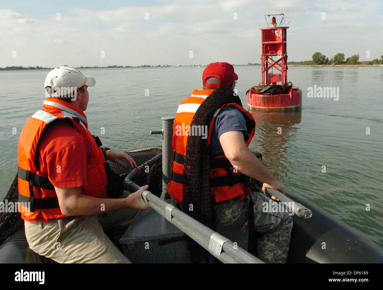 Oct 03, 2006; Delta, CA, USA; An injuried Sea Lion that was located ...