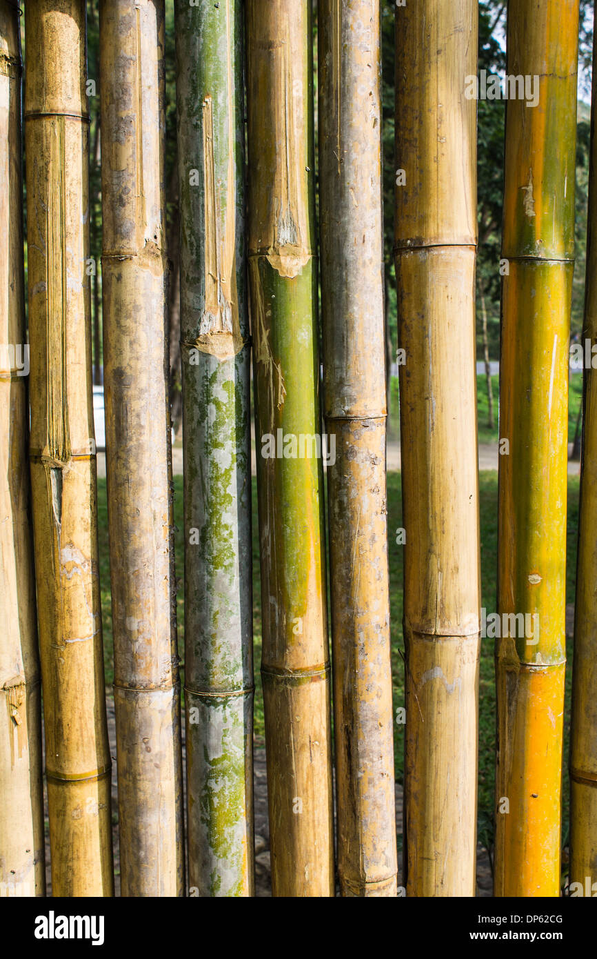 Bamboo fence Stock Photo