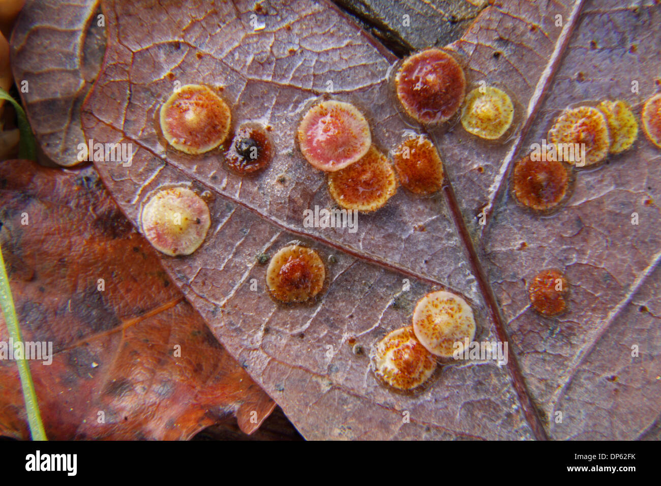 Common spangle galls on Oak leaf Stock Photo