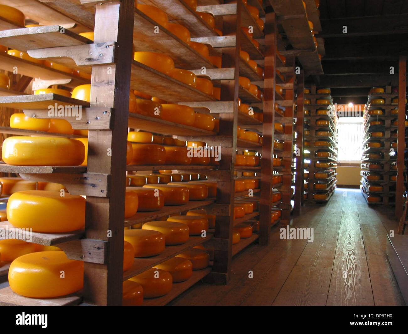 cheese factory in Holland Stock Photo Alamy