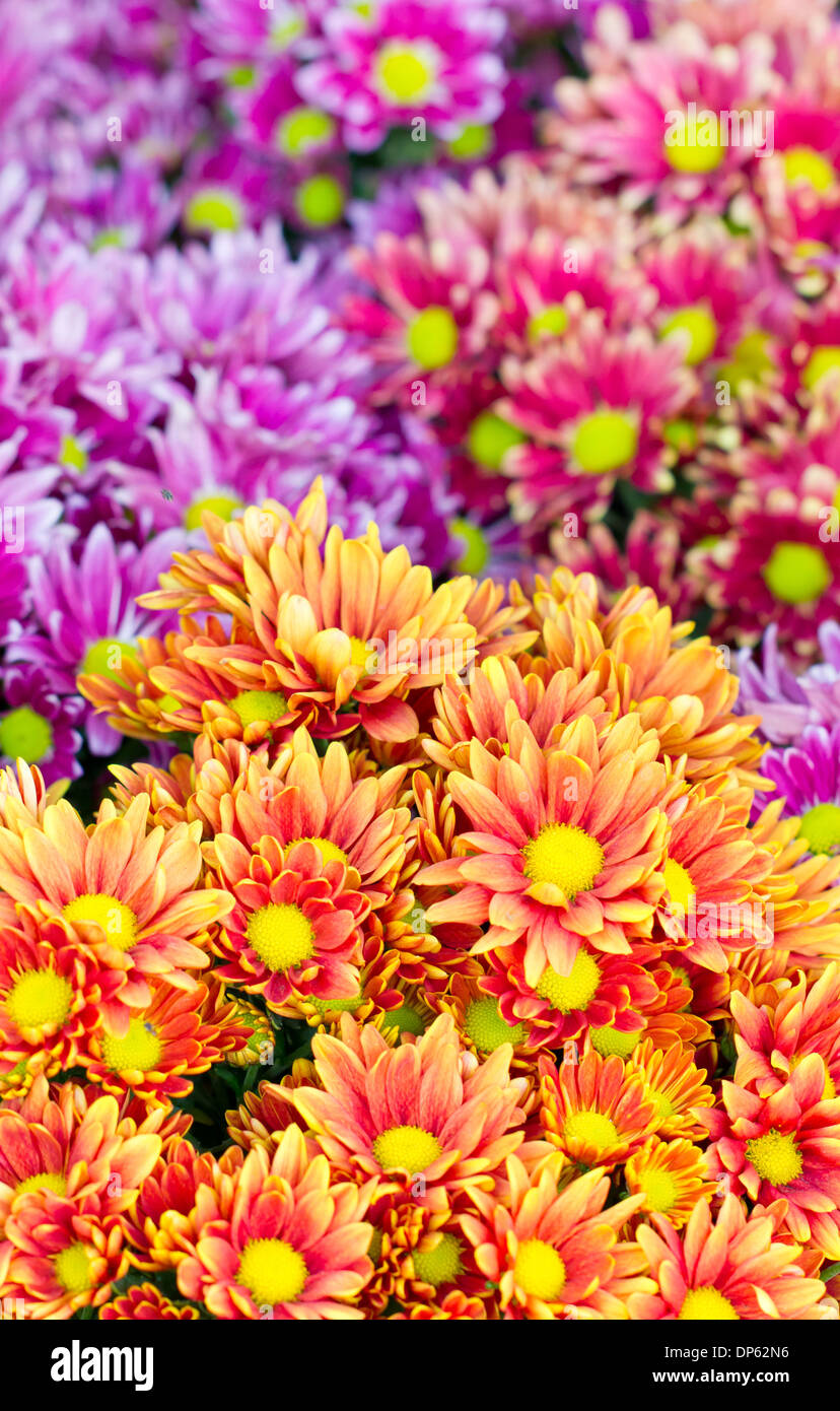 Colorful chrysanthemum flowers. Stock Photo