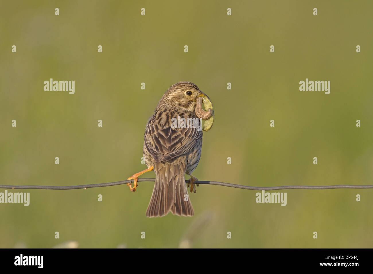 Corn Bunting (Miliaria calandra) adult, with caterpillars in beak, collecting food for chicks, perched on wire, Spain, May Stock Photo