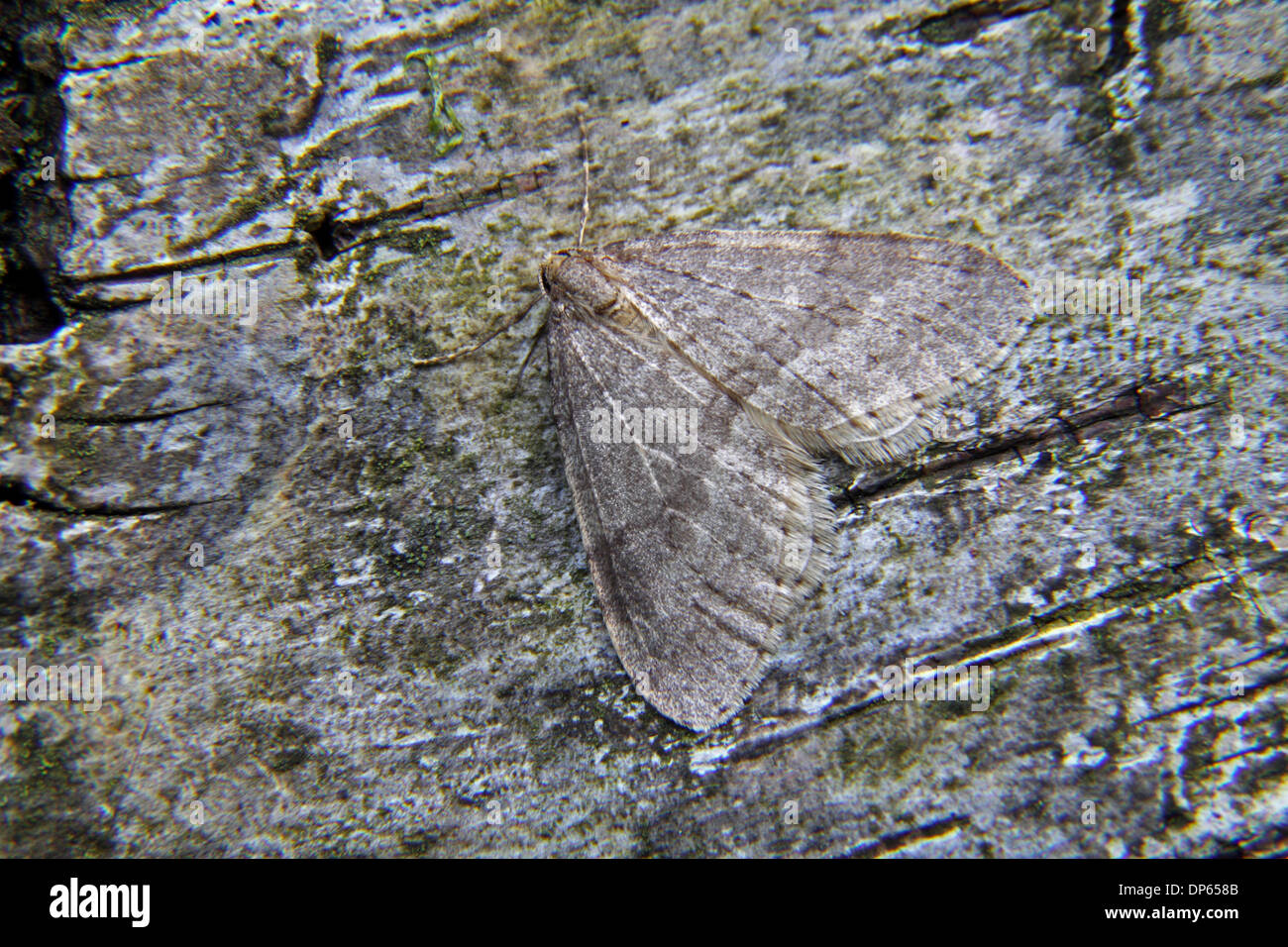 Winter moth hires stock photography and images Alamy