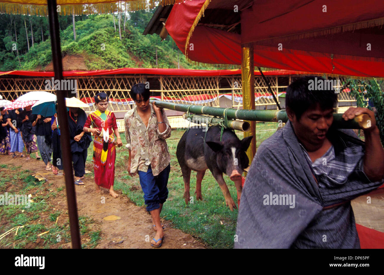 Oct 09, 2006; Toraja, South Sulawesi, INDONESIA; Guests carry a pig when visiting a Torajan funeral. A Torajan funeral is the most important of all Torajan ceremonies as it concerns with sending a dead person to the afterworld.  Without proper funeral rites, the spirit of the deceased will cause misfortune to its family. Mandatory Credit: Photo by Edy Purnomo/JiwaFoto/ZUMA Press. ( Stock Photo