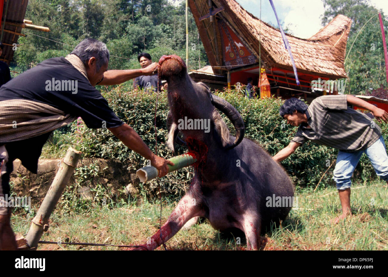 Oct 09, 2006; Toraja, South Sulawesi, INDONESIA; A buffalo is sacrificed during Torajan funeral rites. The funeral is the most important of all Torajan ceremonies as it concerns with sending a dead person to the afterworld.  Without proper funeral rites, the spirit of the deceased will cause misfortune to its family. Mandatory Credit: Photo by Edy Purnomo/JiwaFoto/ZUMA Press. (©) C Stock Photo