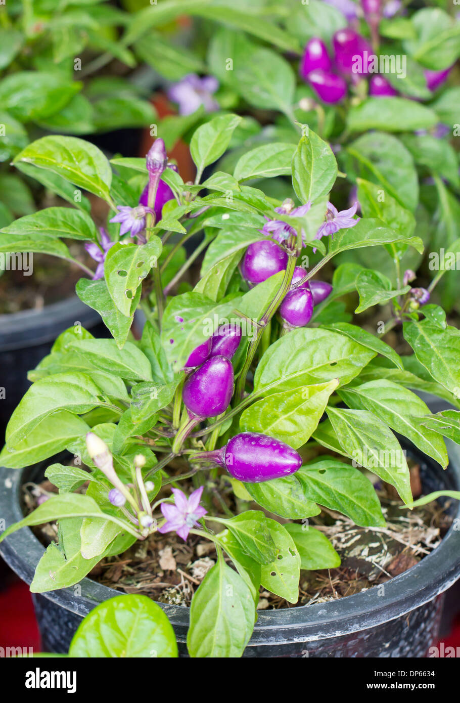 Cultivation of peppers hires stock photography and images Alamy