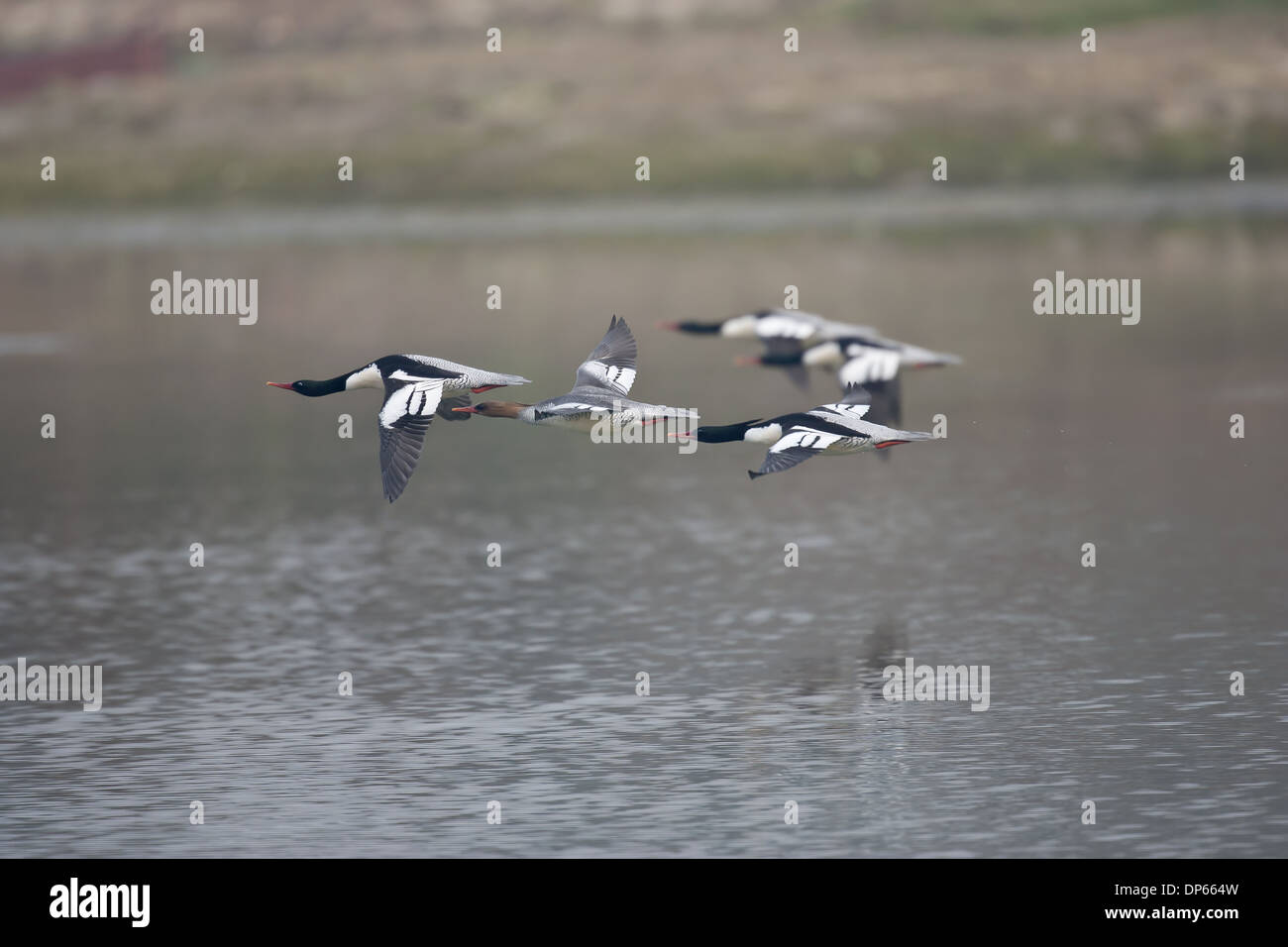 Scaly-sided Merganser (Mergus squamatus) adult males and female, group in flight over water, Jiangxi, China, November Stock Photo