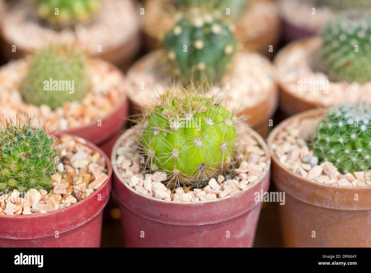 Small cactus plant pot Stock Photo Alamy