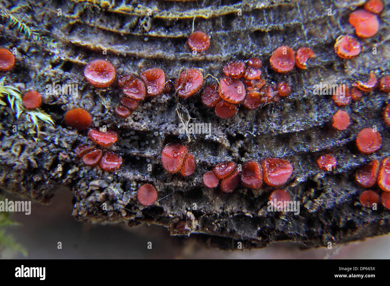 The eyelash fungus Stock Photo
