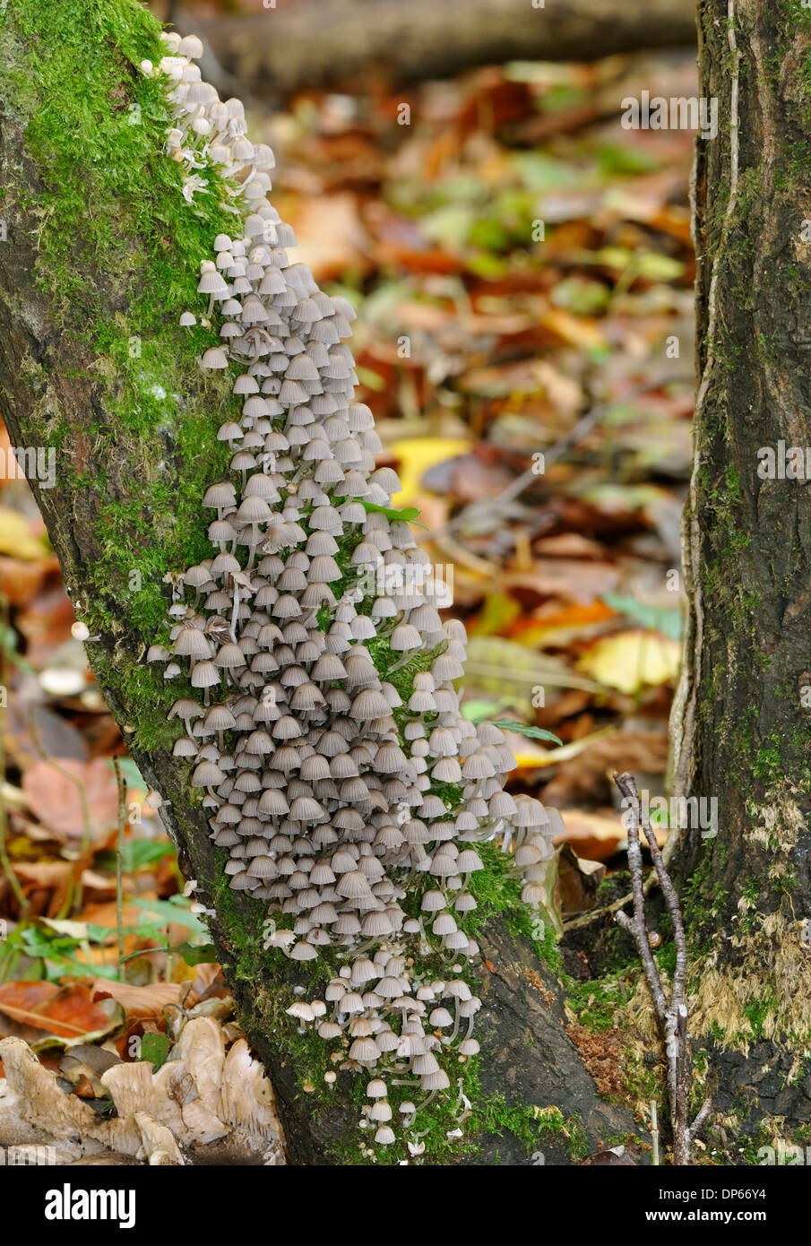 Faries Bonnets - Coprinus disseminatus Fungi on tree trunk Stock Photo