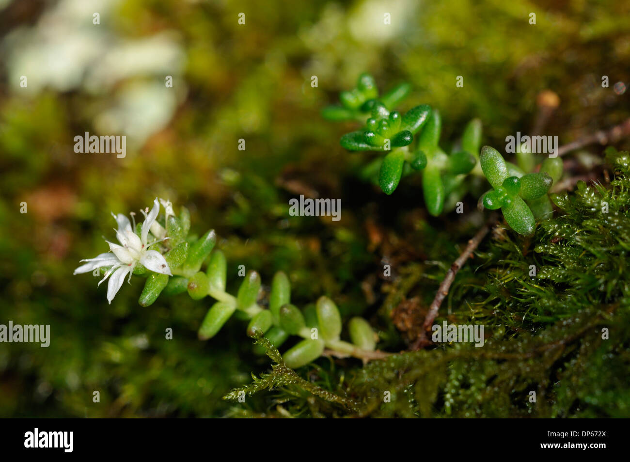 White Stonecrop - Sedum album Growing amongst Moss Stock Photo