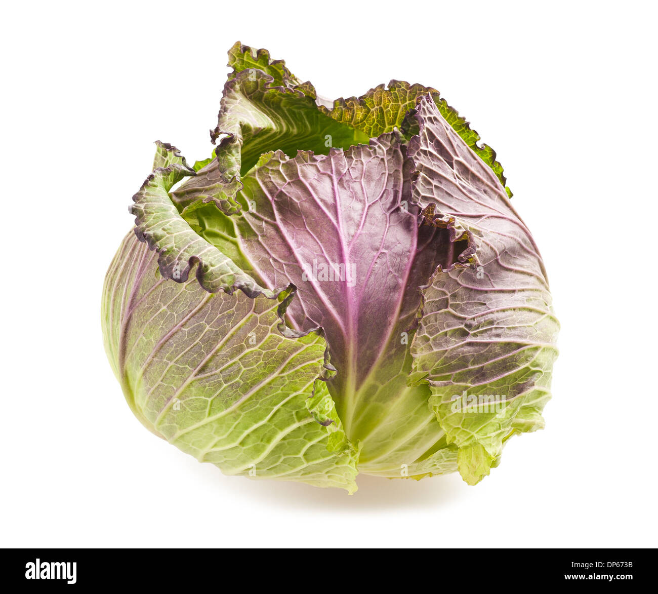 Whole head of savoy cabbage over white background Stock Photo Alamy