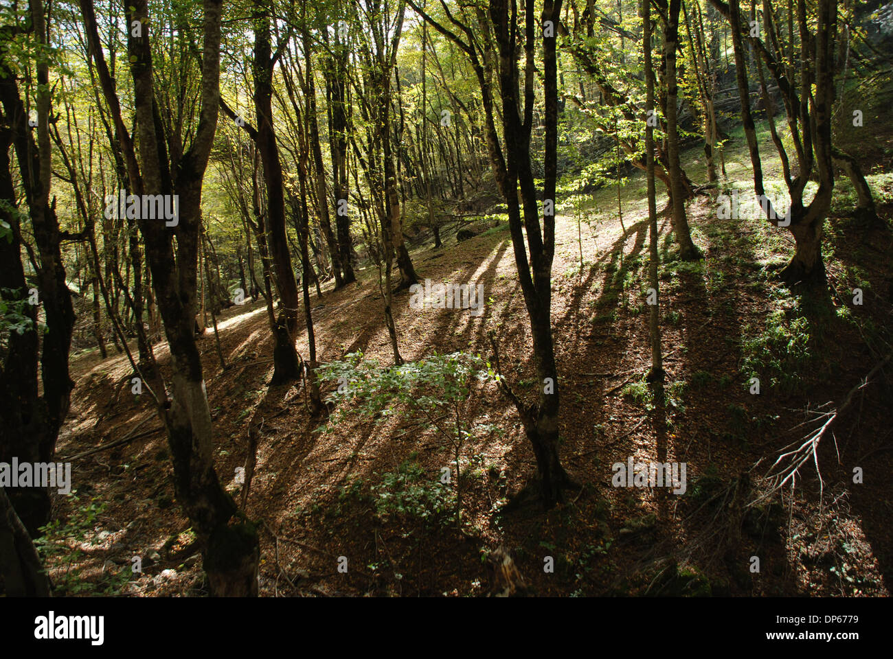 Forest at Nagorno-Karabakh Stock Photo