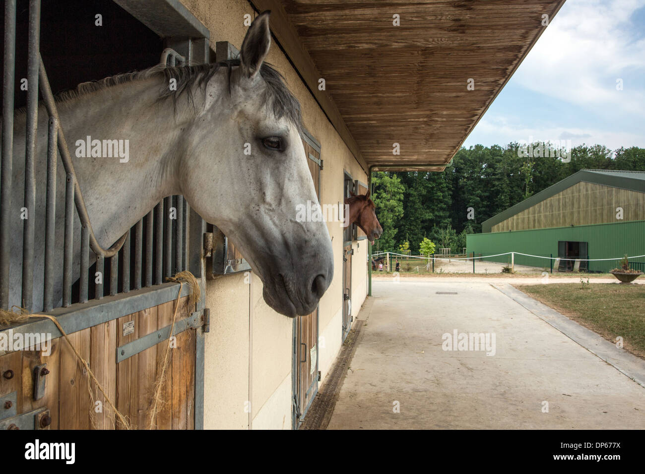 HORSES IN THEIR STALLS, EQUESTRIAN CENTRE OF THE VAL DE L' EURE STABLES, NOGENT-SUR-EURE, EURE-ET-LOIR (28), FRANCE Stock Photo