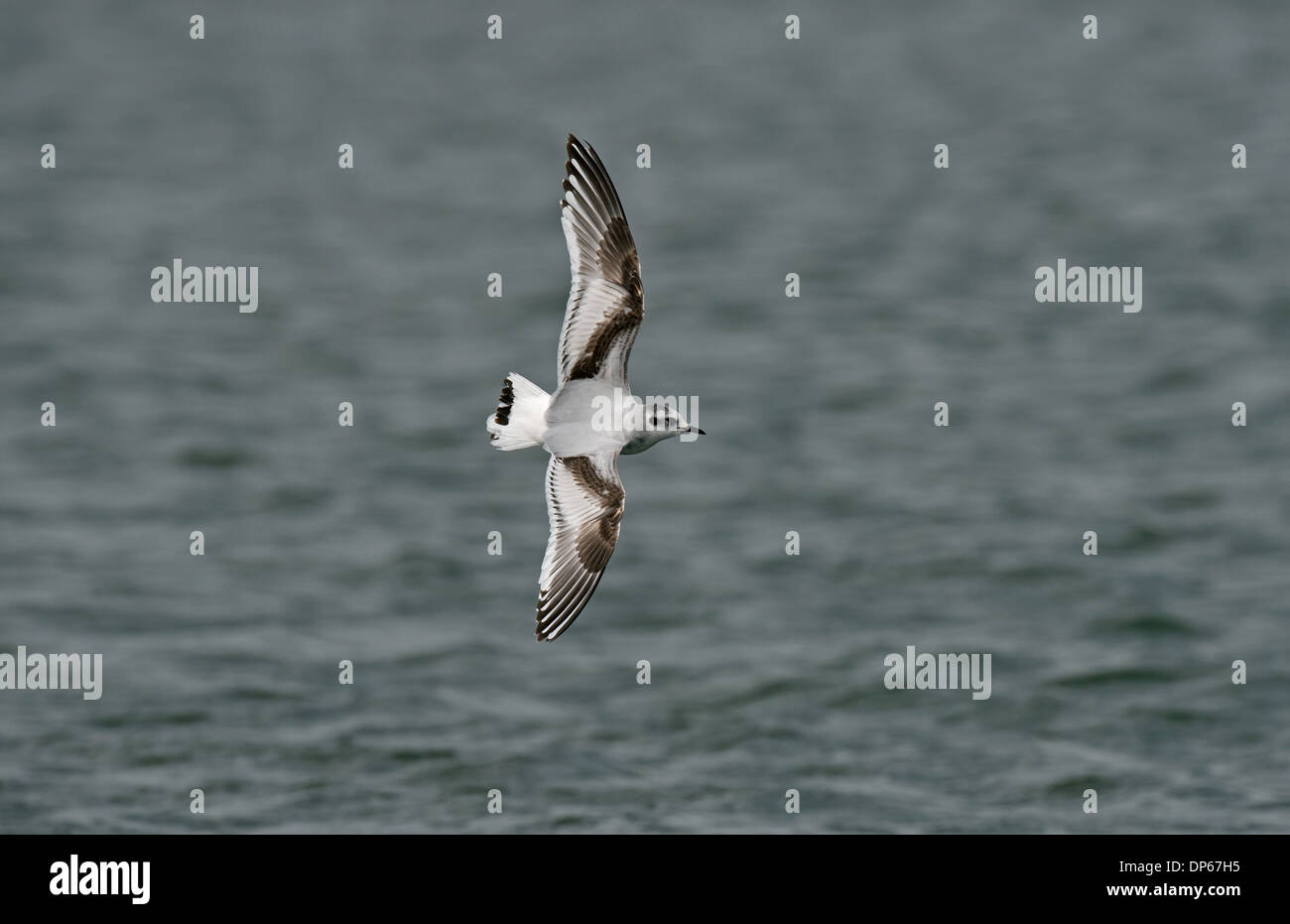 Little Gull (Larus minutus) immature, first winter plumage, in flight over water, Merseyside, England, April Stock Photo