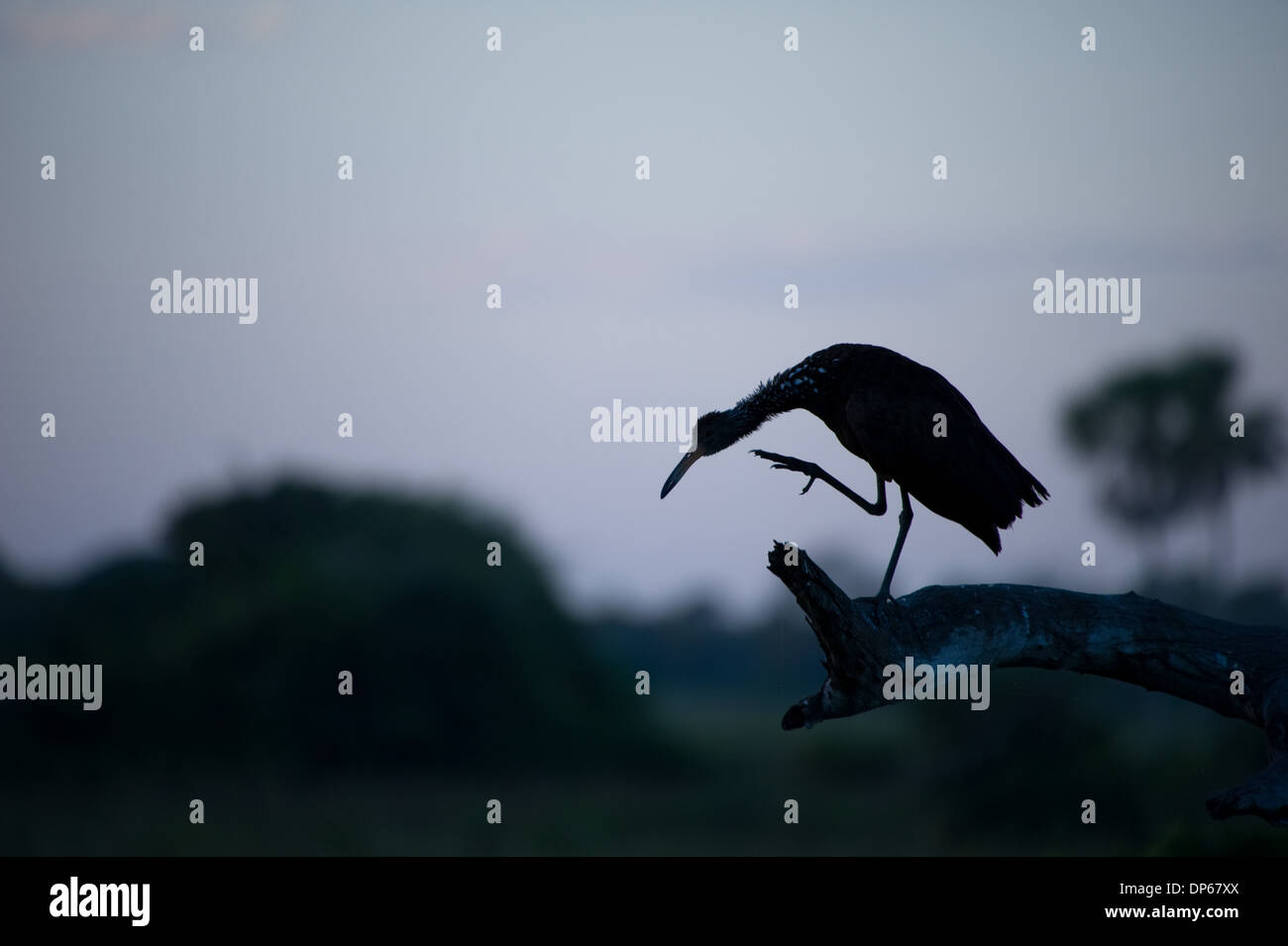 Silhouette of a Rufescent Tiger Heron sitting on a branch in the evening Stock Photo