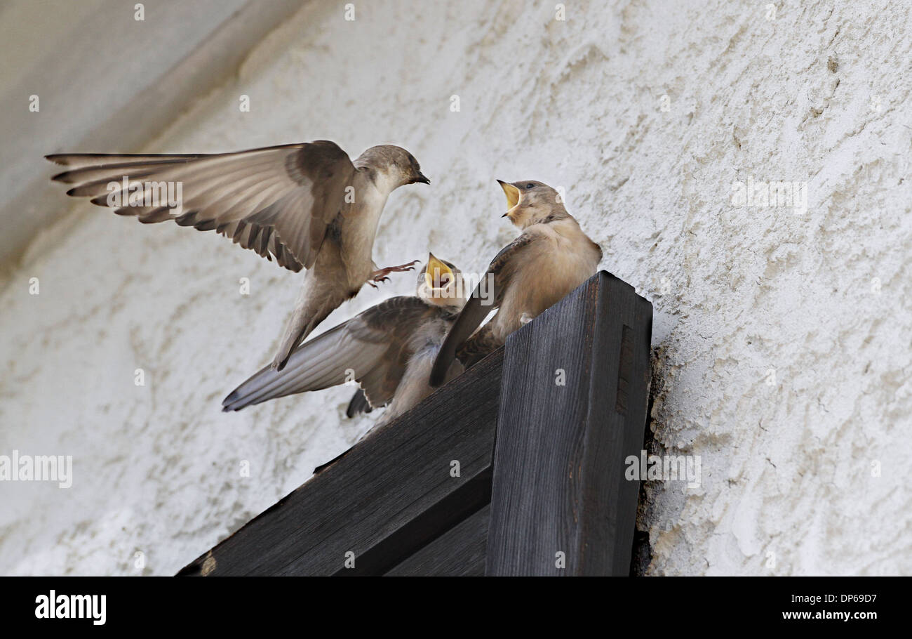 Eurasian Crag-martin (Ptyonoprogne rupestris) adult in flight feeding young perched on house window shutter Cannobina Valley Stock Photo