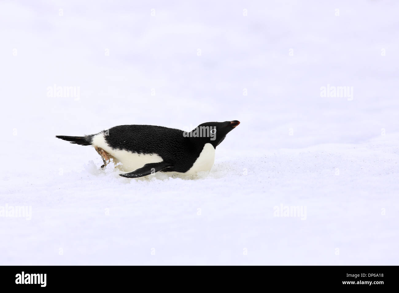 Penguins slide hi-res stock photography and images - Alamy
