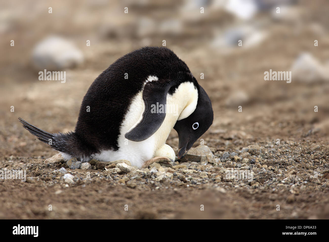 Adelie Penguin (Pygoscelis adeliae) adult incubating egg at nest in ...