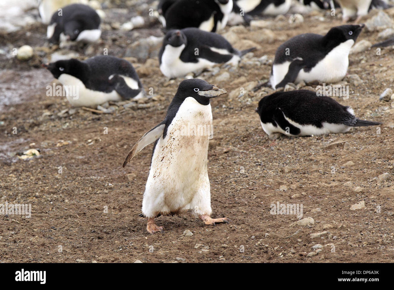 Adelie Penguin (Pygoscelis adeliae) adult with stone for nesting ...