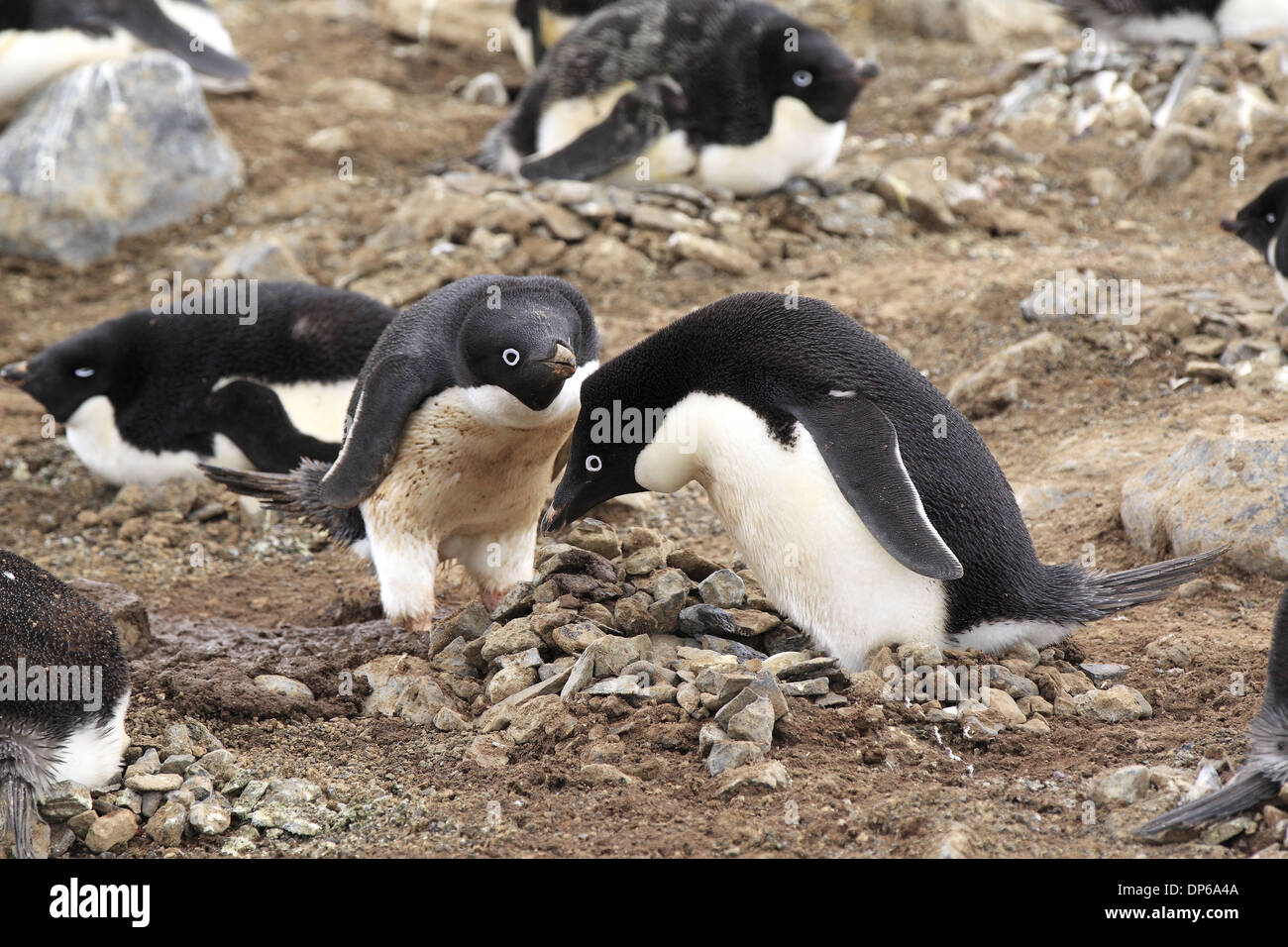 Adelie Penguin (Pygoscelis adeliae) adult pair, at nest in nesting ...