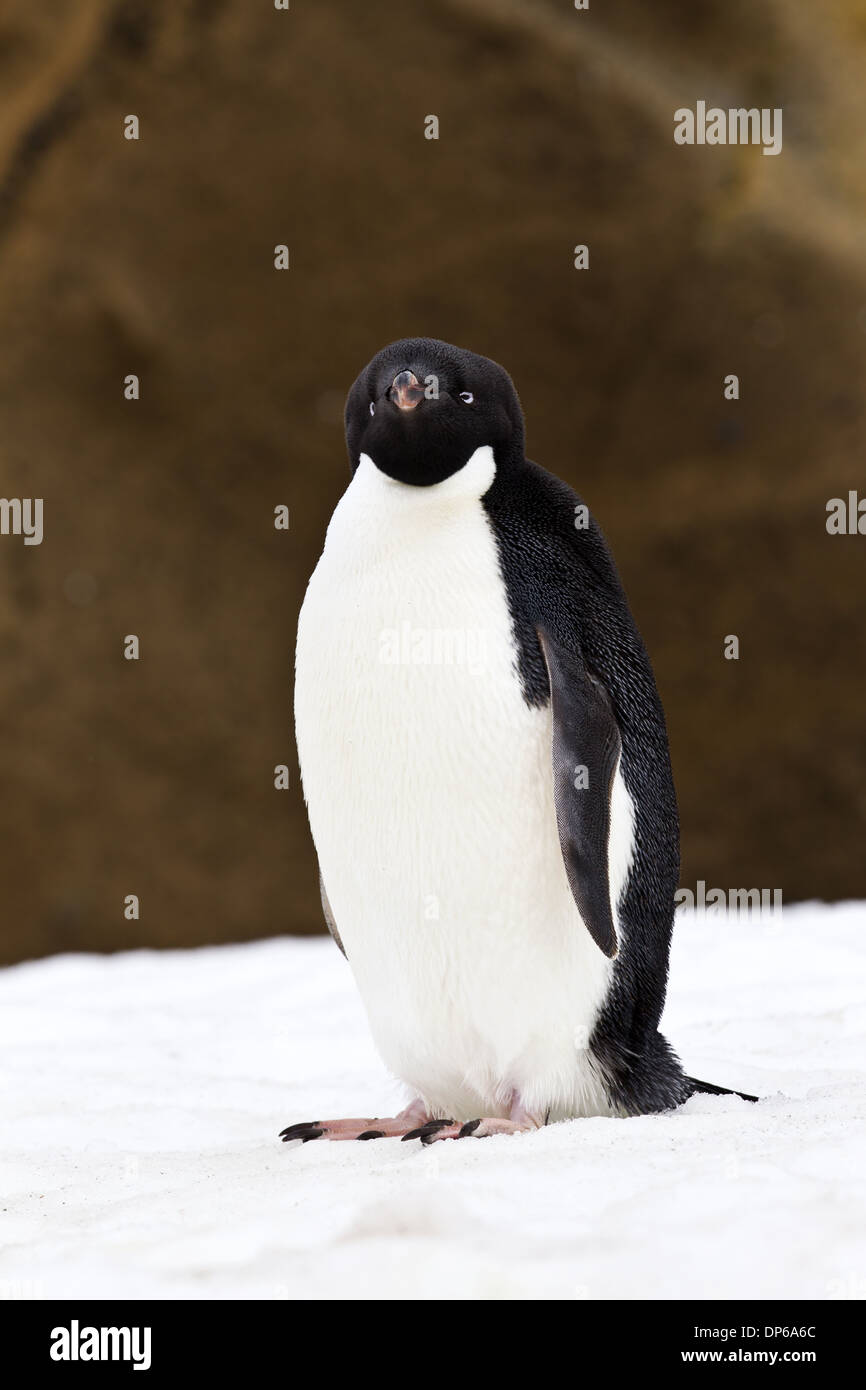 Adelie Penguin (Pygoscelis adeliae) adult, standing on snow, Antarctic ...