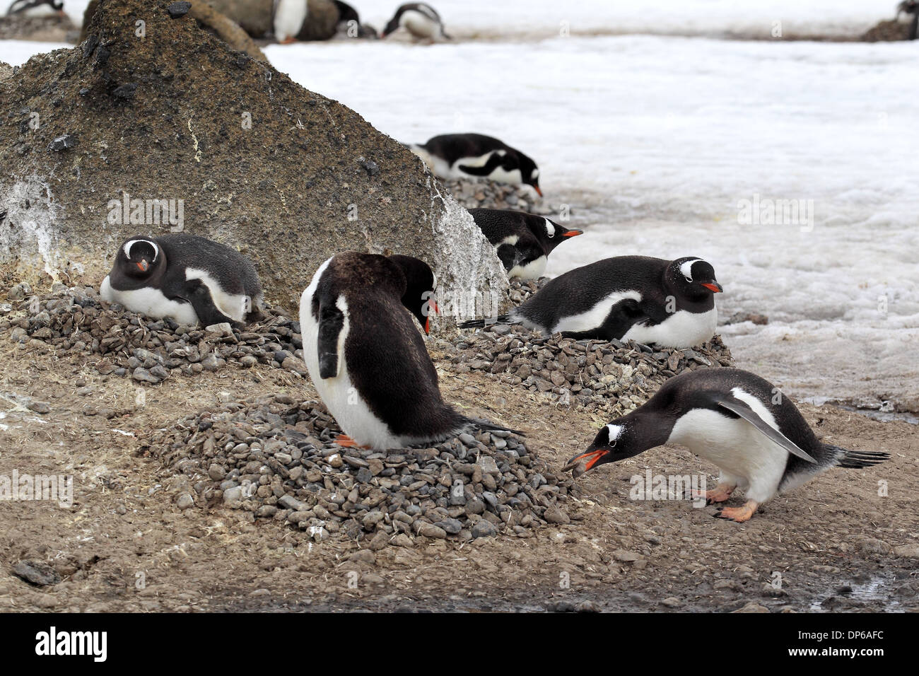 Gentoo Penguin (Pygoscelis papua) adults adding stone to nest in nesting colony Half Moon Island South Shetland Islands Stock Photo