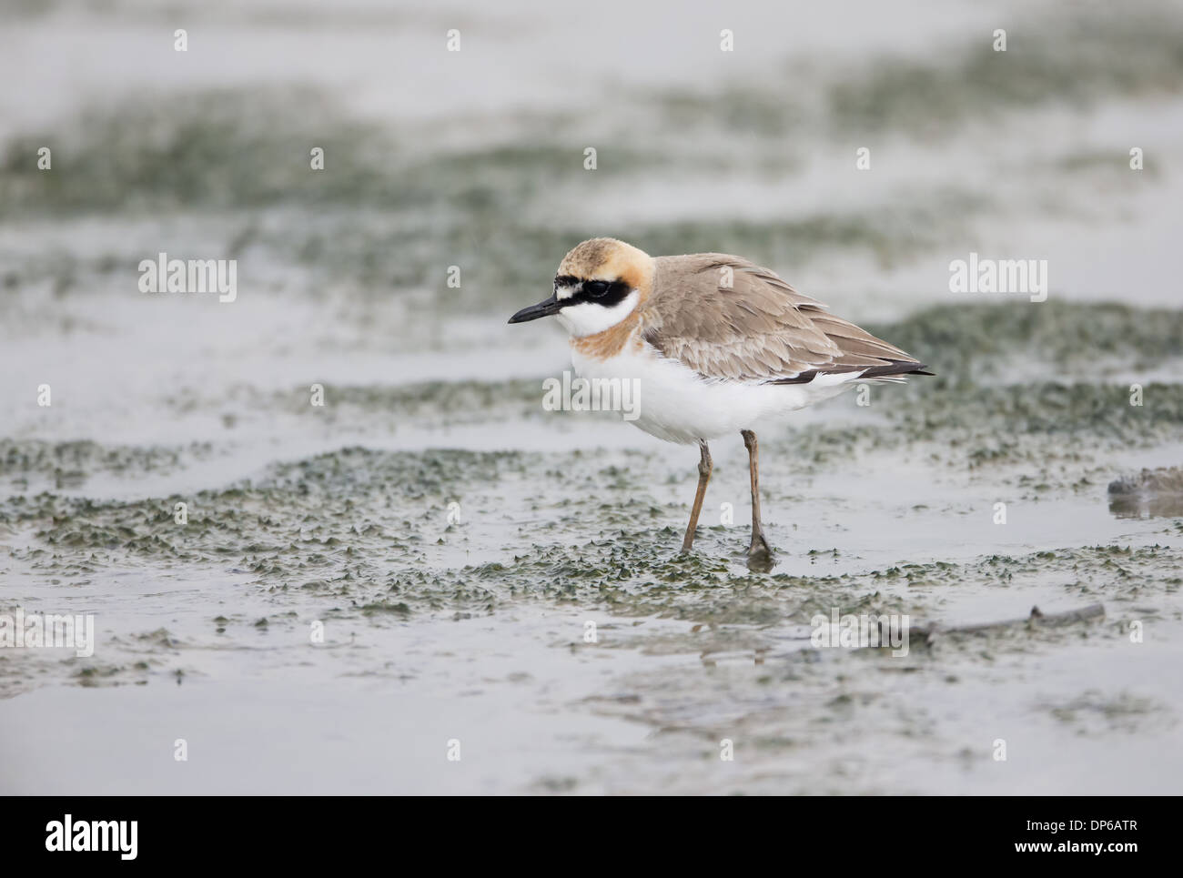 Greater Sand Plover (Charadrius leschenaultii) adult breeding plumage walking in shallow water Mai Po Hong Kong China April Stock Photo