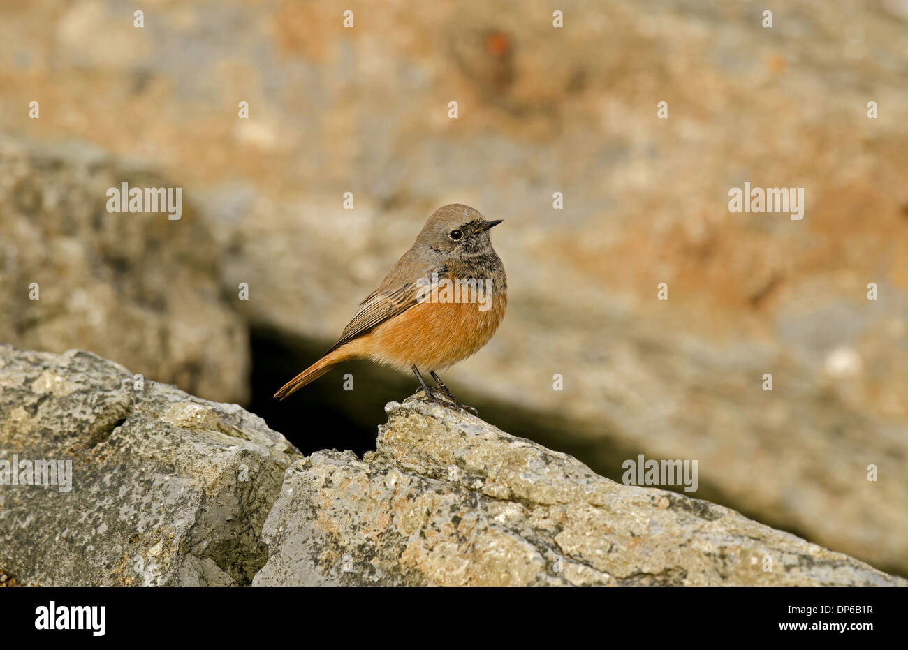 Eastern Black Redstart (Phoenicurus ochruros phoenicuroides) adult male ...
