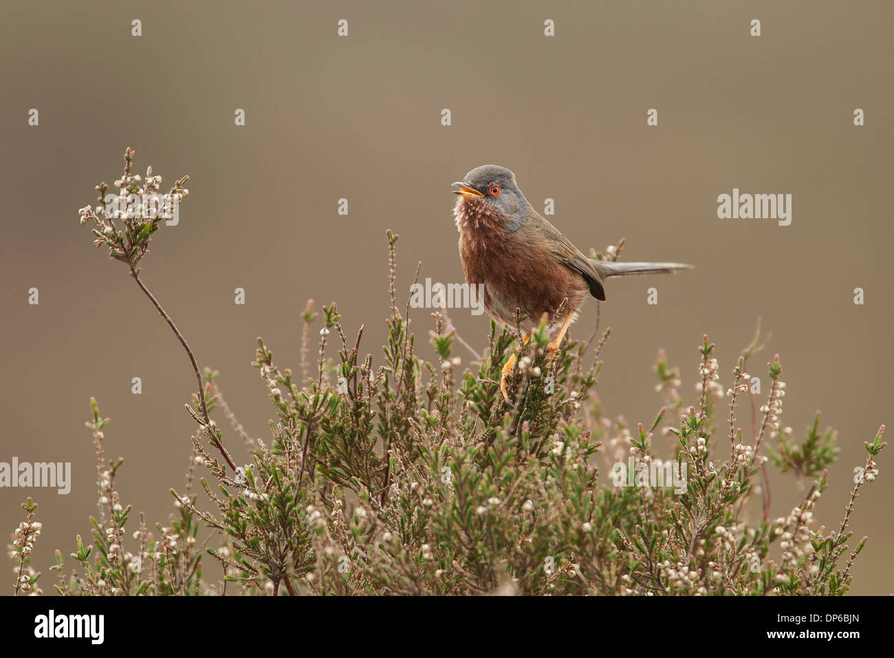 Dartford Warbler (Sylvia Undata) - UK Stock Photo