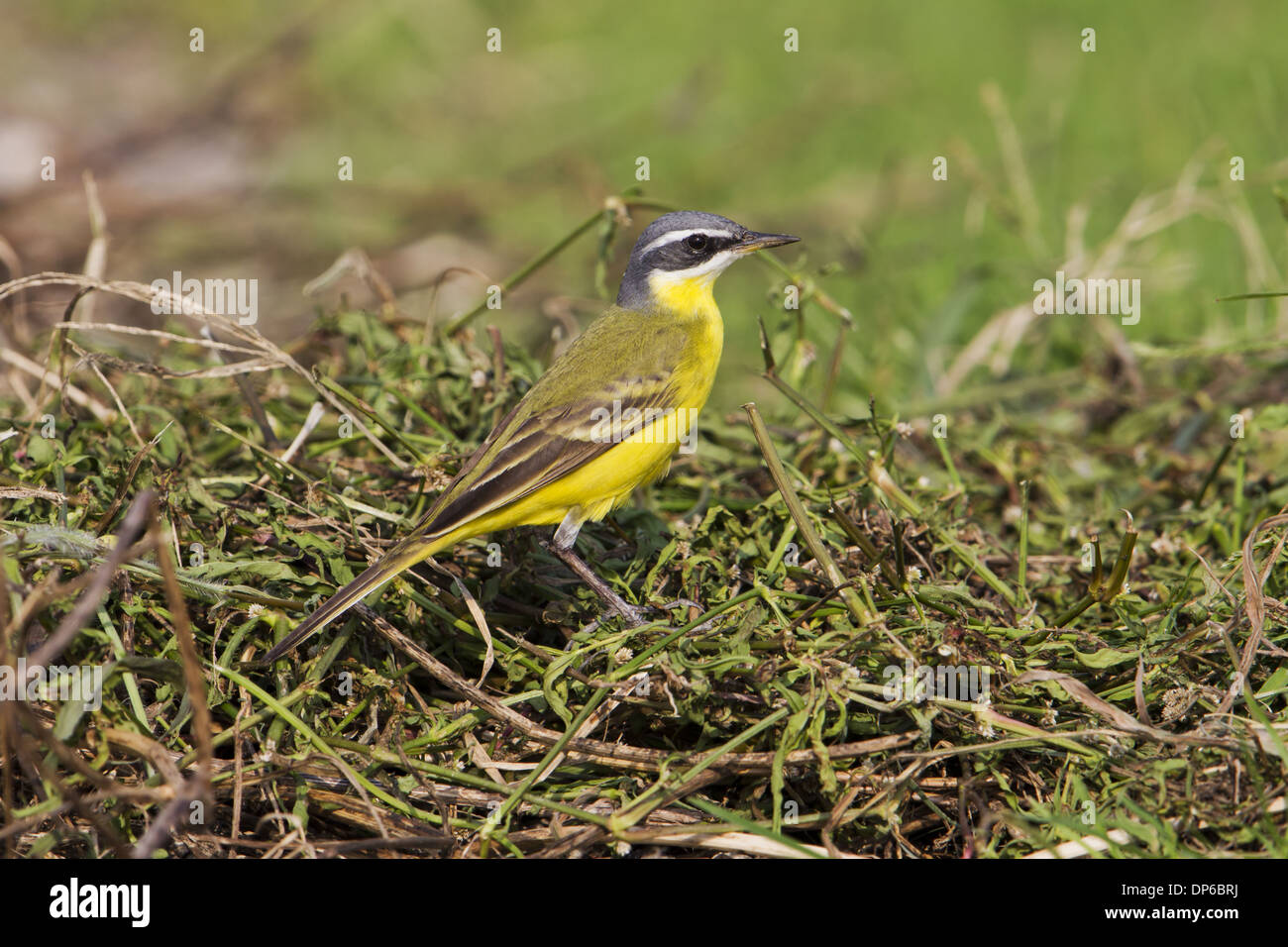 Eastern Yellow Wagtail (Motacilla tschutschensis similima) 'Bering Sea' subspecies adult male breeding plumage perched on Stock Photo