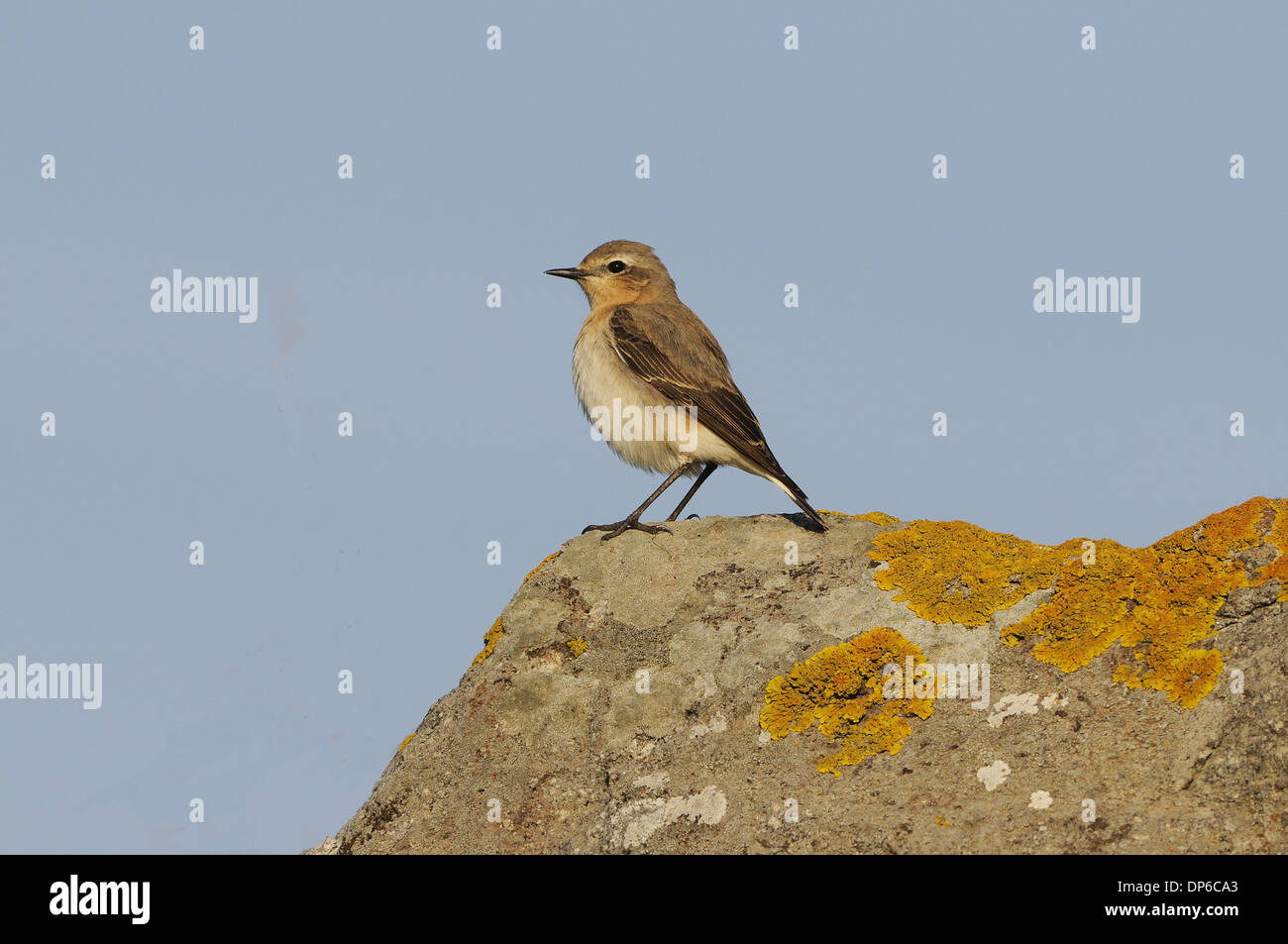 Northern Wheatear (Oenanthe oenanthe) adult female, standing on lichen covered rock, Lemnos, Greece, April Stock Photo