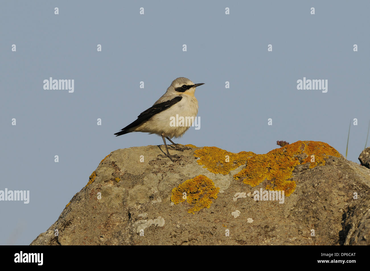 Northern Wheatear (Oenanthe oenanthe) adult male, summer plumage, standing on lichen covered rock, Lemnos, Greece, April Stock Photo