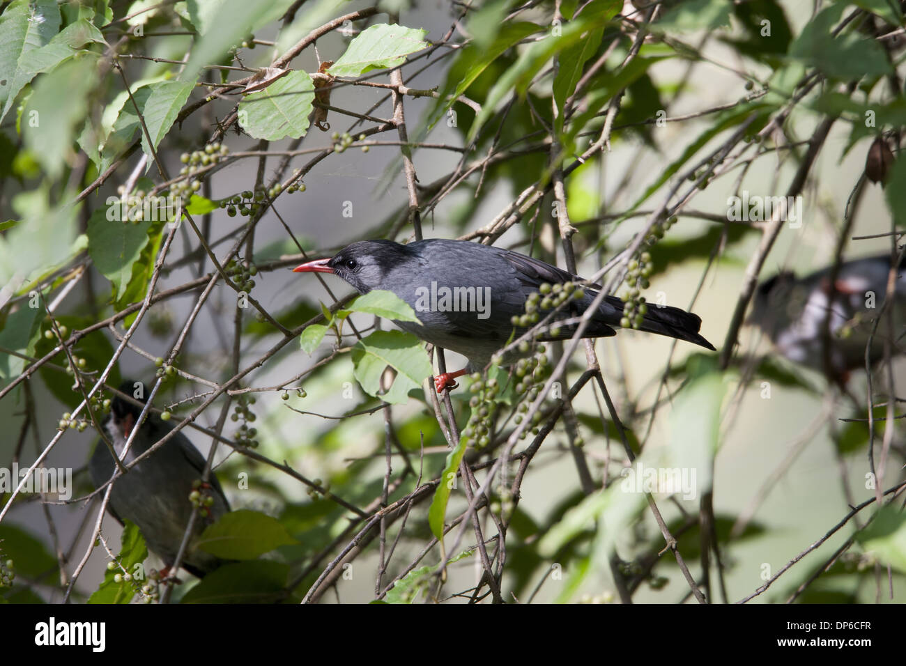 Black Bulbul (Hypsipetes leucocephalus) adult perched in bush with berries Godavari Botanical Gardens Kathmandu Valley Stock Photo