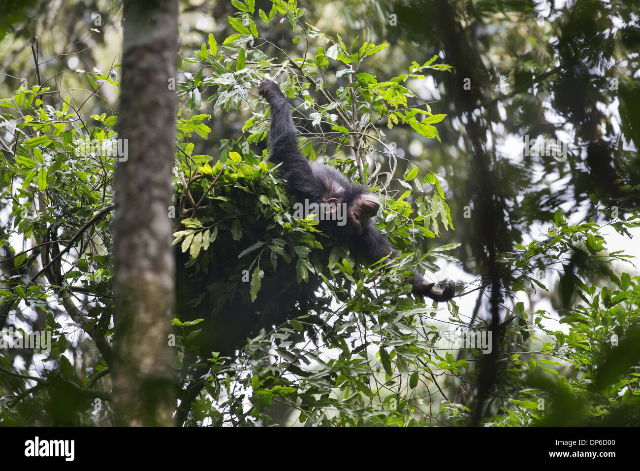 Chimpanzee Nest High Resolution Stock Photography and Images - Alamy